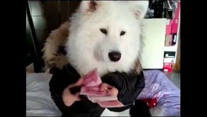 Dog counting money
