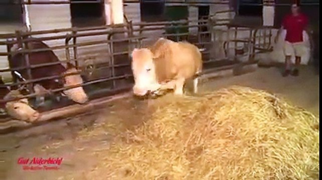 Tüm Hayatını Zincirli Geçiren Boğa Özgürlüğüne Kavuşunca