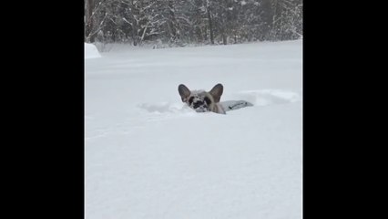 French Bulldog Snow Plow