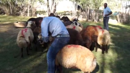 Kaymakam Çetin, Kurban Kesemeyen Vatandaşlara Kurbanlık Koyun Dağıttı