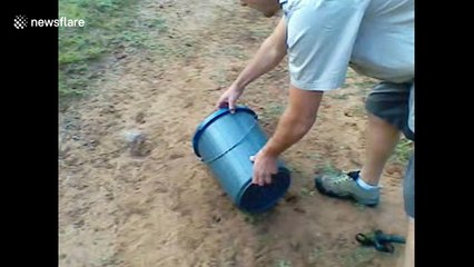 Tense video shows release of 2-metre black mamba snake