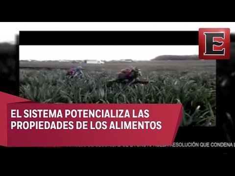Empresa desarrolla sistema sustentable para producción de alimentos