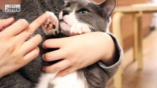 반짝탱글통실한 고양이발 구경하세요 (부작용 주의) | 김메주와고양이들