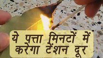 Tejpatta, तेज पत्ता Bay leafs eases out stress in 5 mins ये पत्ता मिनटों में करे टेंशन दूर | Boldsky