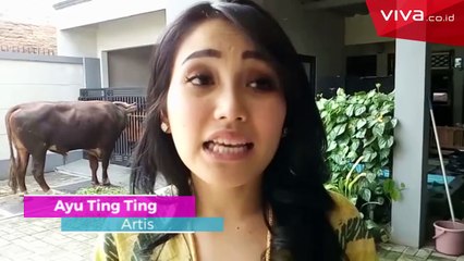 Ayu Ting Ting Menyembelih 3 Ekor Sapi