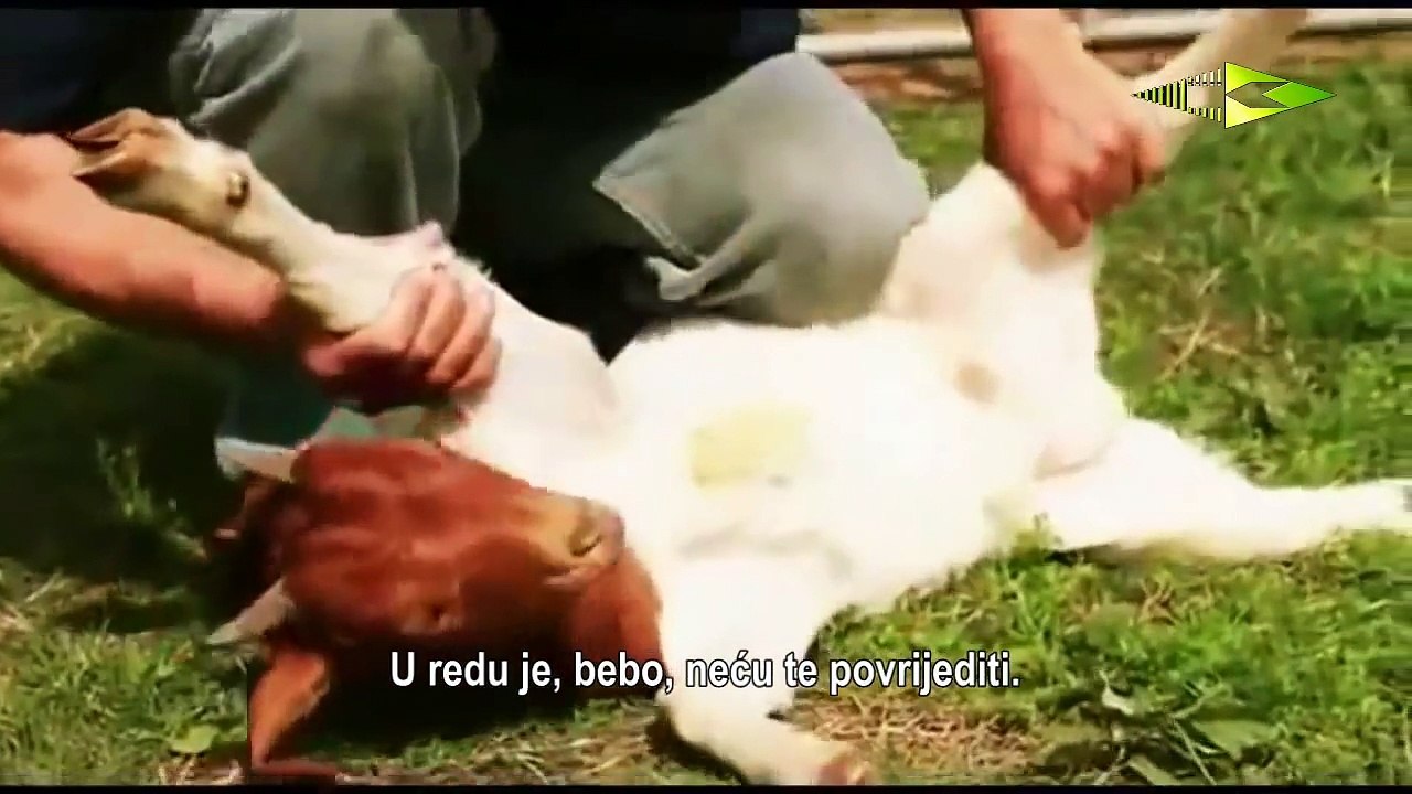 KURBAN- POGLEDAJ TE  OBAVEZNO !!!