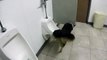 Hilarious moment a dog pees in a urinal and uses his paws to flush