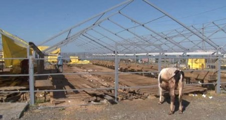 Kurban Fiyatları Yarı Yarıya Düştü