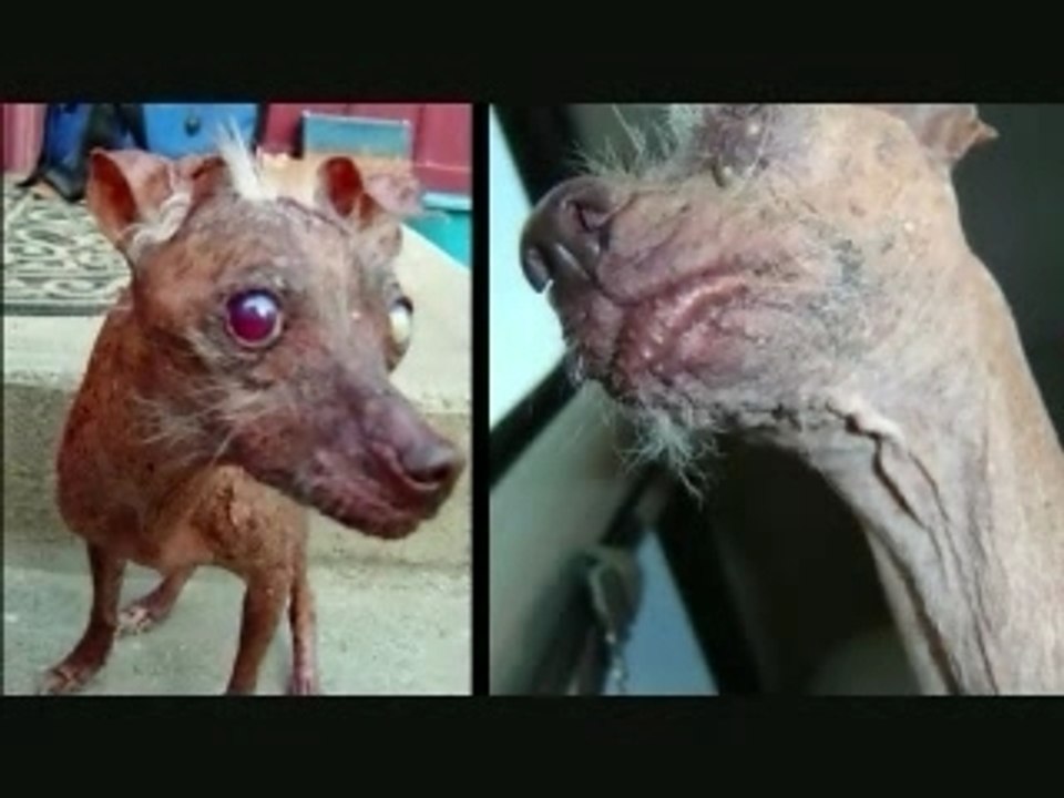 Ay Chihuahua! World's Ugliest Dogs!