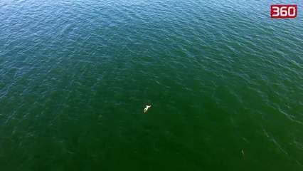 U fut ne det ti shpetonte policise, fillon e ndjek peshkaqeni (360video)