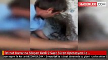 duvara sıkışan kedi