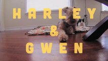 HARLEY & GWEN - Episode 1 - 