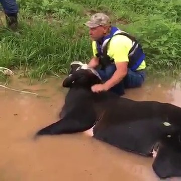 Une incroyable intervention pour sauver et réanimer une vache noyée pendant une inondation