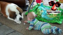 Perros Cariñosos Jugando Con Bebes A Besos Y Abrazos - Videos De Perros Tiernos