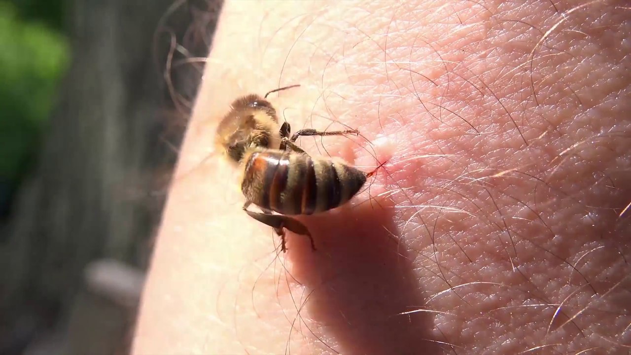 Qu'arrive-t-il aux abeilles après qu'elles aient piqué...