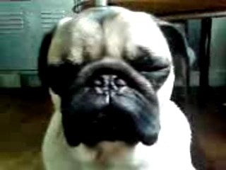 Le kiki d'Anri le carlin