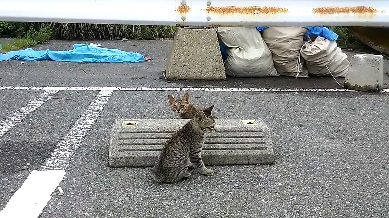 車止めに隠れて遊ぶ子猫達、このあと捕らえられて目薬の刑に
