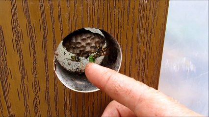 Hand Feeding Wasps