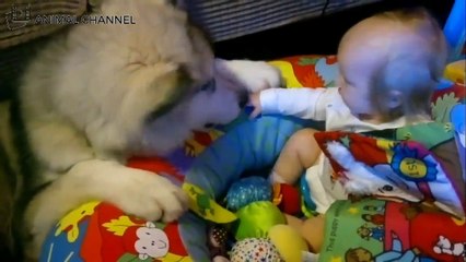 かわいいハスキー犬と赤ちゃん！シベリアンハスキー犬&マラミュートが赤ちゃんをお世話している姿が超かわいい！／Siberian Husky is taking care of the