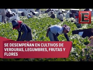 Jornaleros mexicanos viajarán a Canadá para trabajar en el campo