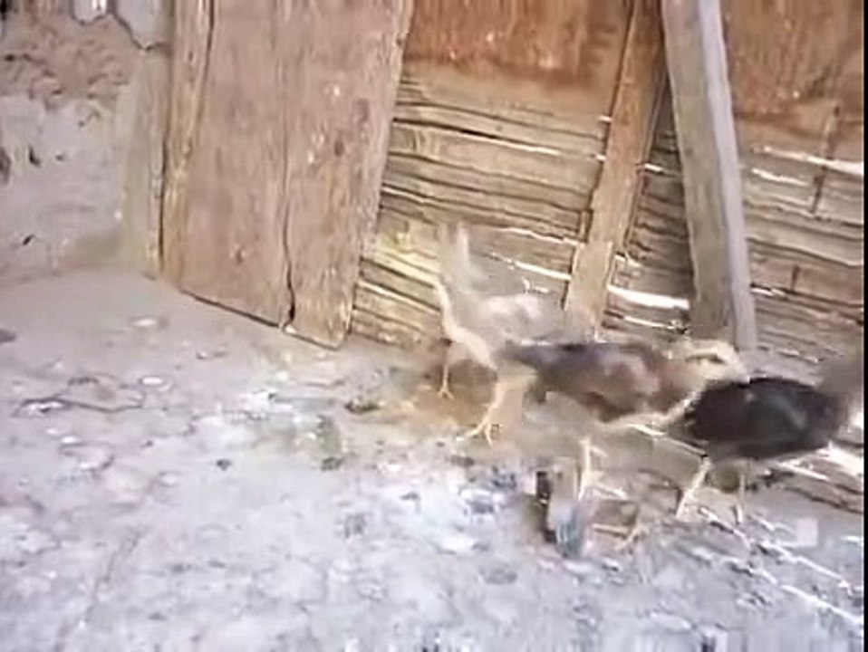 pollito que se cree león