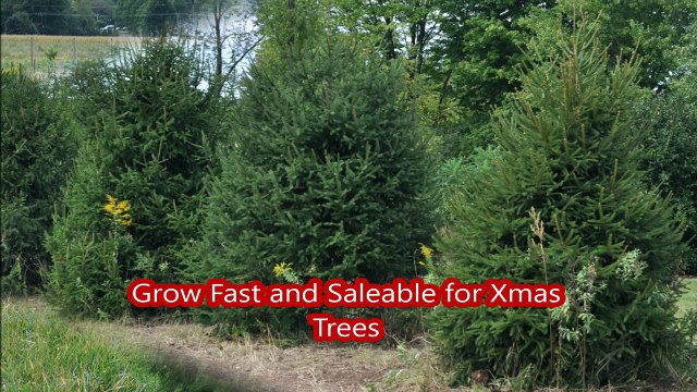 Deer Resistant Trees Picea Abies...Norway Spruce Trees great for Pa landscapes