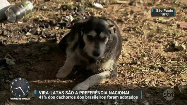 Pesquisa mostra que vira-latas estão presentes em 41% dos lares brasileiros