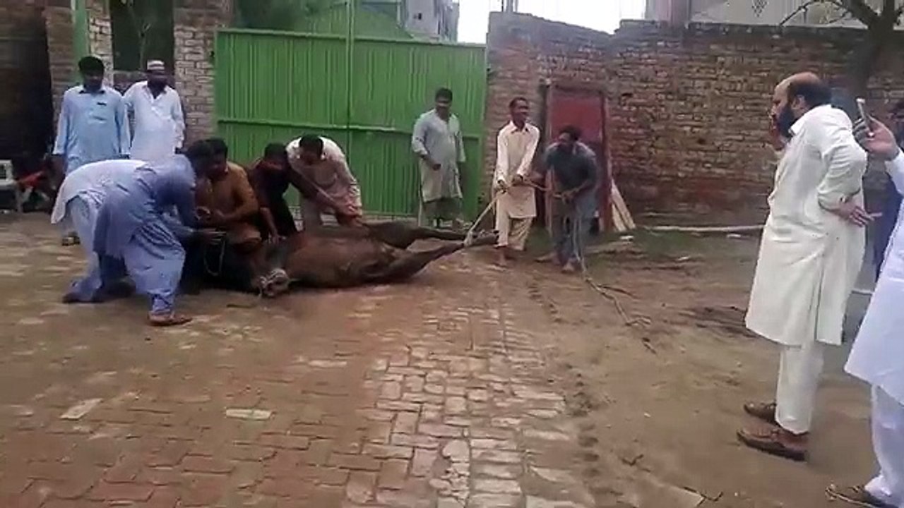 Spider Bull Eid UL Adha 2017