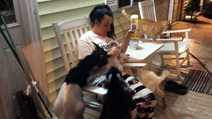 Snack time for baby goats gets a little crazy