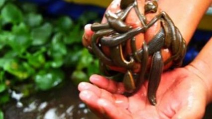 Kinh hãi Người phụ nữ ở Nghệ An bị đỉa chui vào vùng kín khi lội ao bứt cỏ