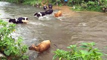 Amazing Video INDIA|Group of Cows crossing River|Valparai-Tamilnadu