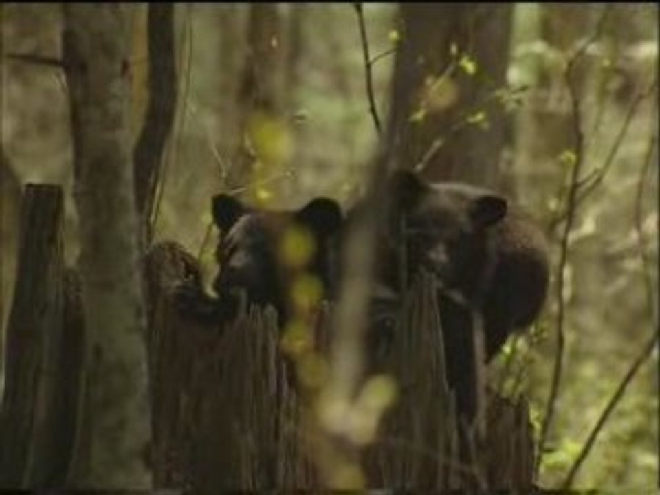Les orphelins de la Taïga