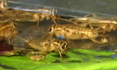 Cicipi Nikmatnya Serangga di The Brooklyn Bugs Food Expo