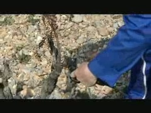 TAILLE DE LA VIGNE