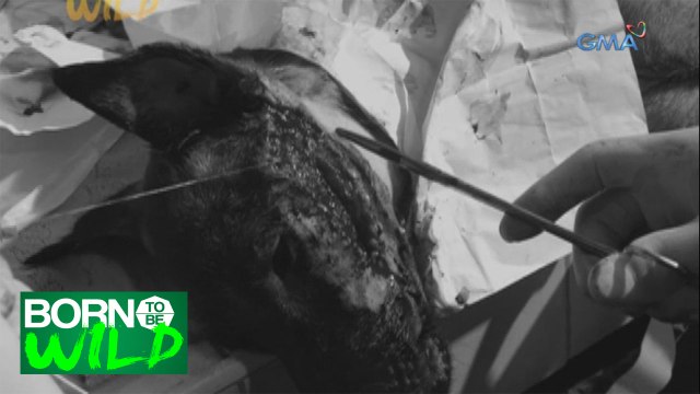 Born to Be Wild: Treating a dog with a large infected wound