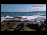TG 30.09.14 Carcassa di capodoglio sulla spiaggia di Polignano
