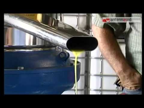 TG 24.10.14 Olio extravergine d'oliva per prevenire il cancro al colon