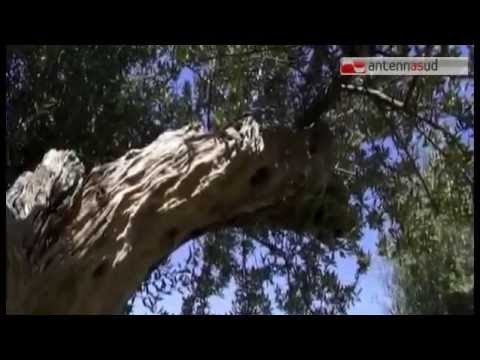 TG 04.11.14 Turismo matrimoniale , gli stranieri preferiscono la Puglia