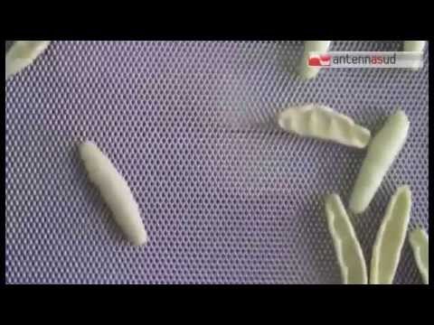 TG 04.11.14 Glutine detossinato per celiaci, Casillo sostiene l'Ateneo di Foggia