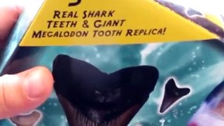 Méga requin dent trousse