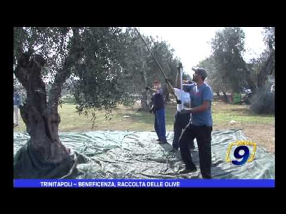 Trinitapoli | Beneficenza, raccolta delle olive