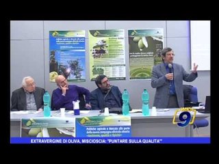Extravergine di oliva, Miscioscia: "puntare sulla qualità"