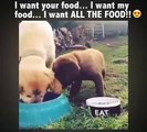 Awhhh haha - Adorable Animal Videos