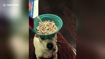 Dog balances cereal bowl on head while owner pours milk