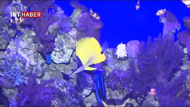 Bu akvaryumda 200 türden 20 binin üzerinde deniz canlısı var