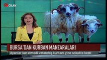 Bursa'dan kurban manzaraları (Haber 01 09 2017)