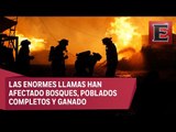 Brigadistas extranjeros llegan a Chile para apaciguar incendios forestales