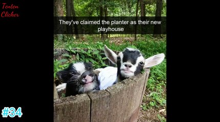 The Funniest Animal Snapchats Ever