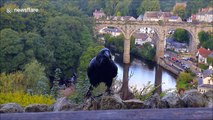 Talking ravens amaze visitors to UK castle