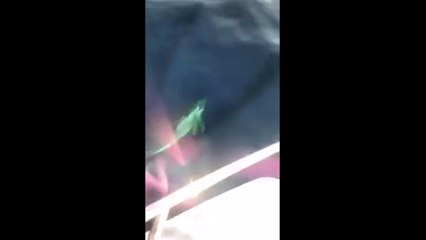 Delfinët dhurojnë spektakël në Himarë, pamje të rralla (360video)